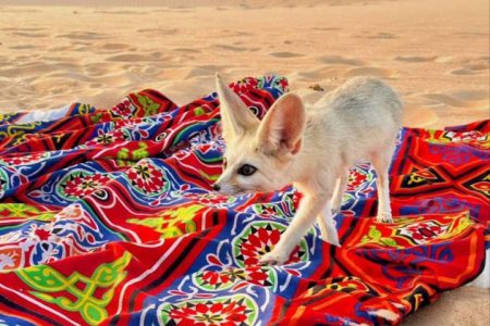 Safari d’une journée dans le Désert Blanc et l’oasis de Bahariya
