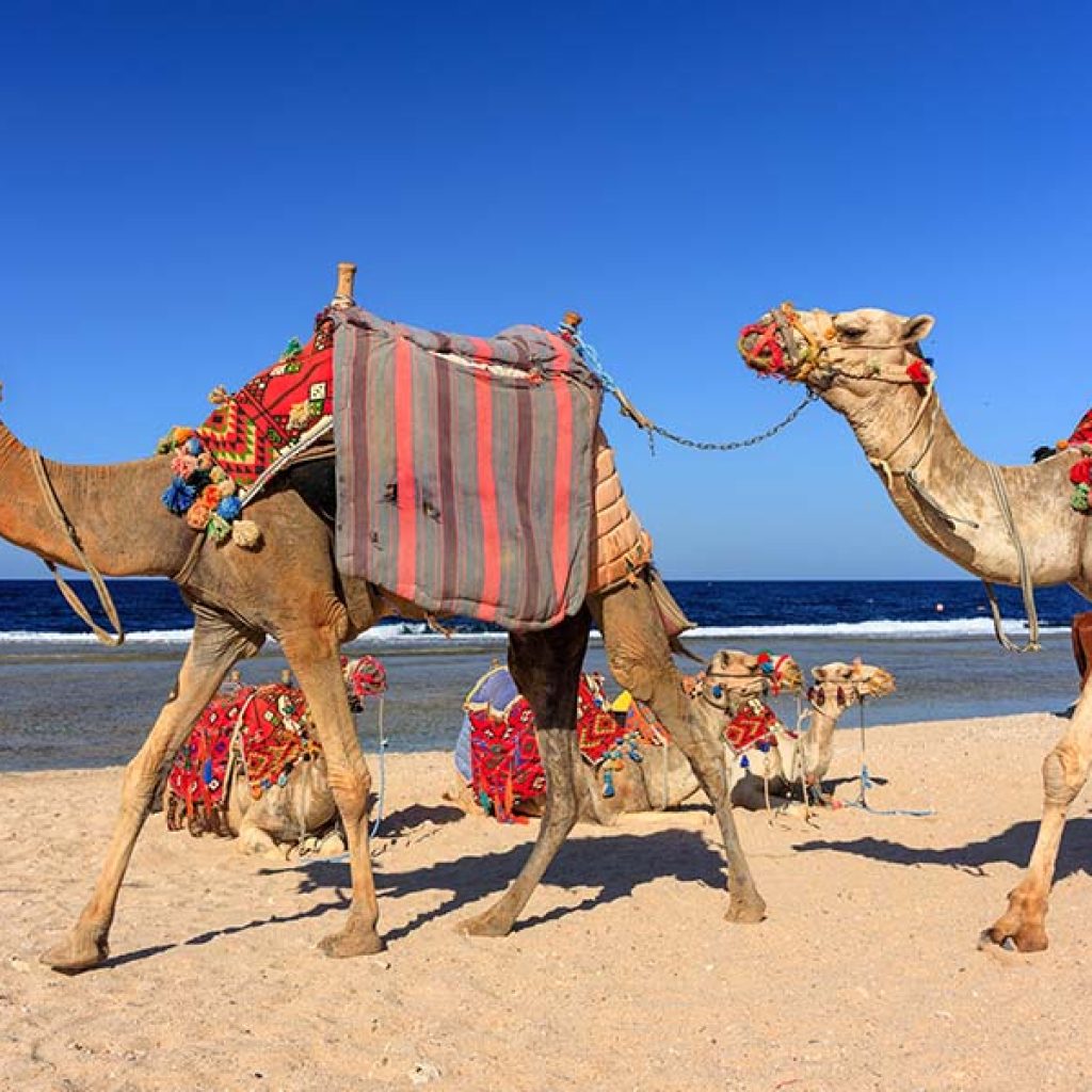 Red Sea Snorkeling Itinerary: A Flexible Route That Actually Works