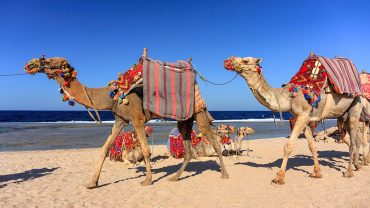 Red Sea Snorkeling Itinerary: A Flexible Route That Actually Works