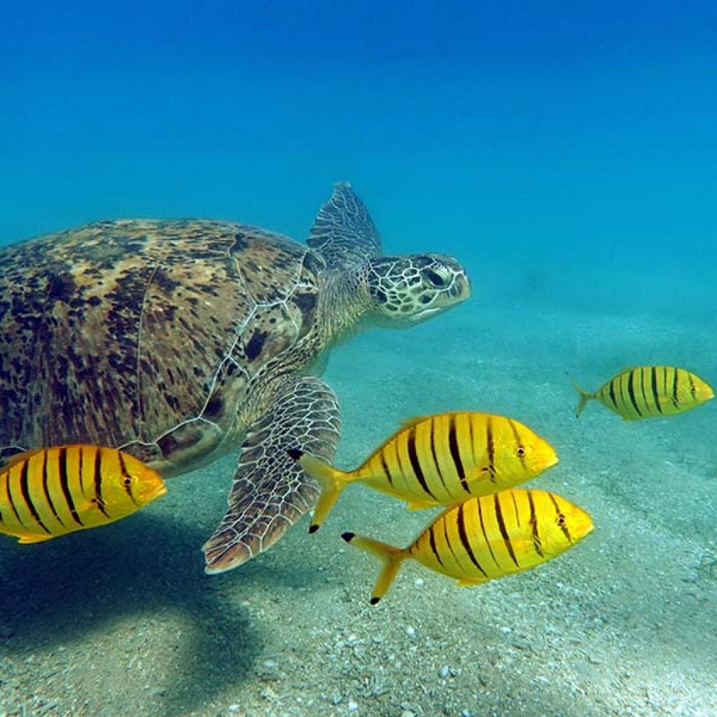 Hamata Islands Snorkeling Guide: What to Know Before You Book