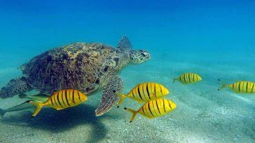 Hamata Islands Snorkeling Guide: What to Know Before You Book