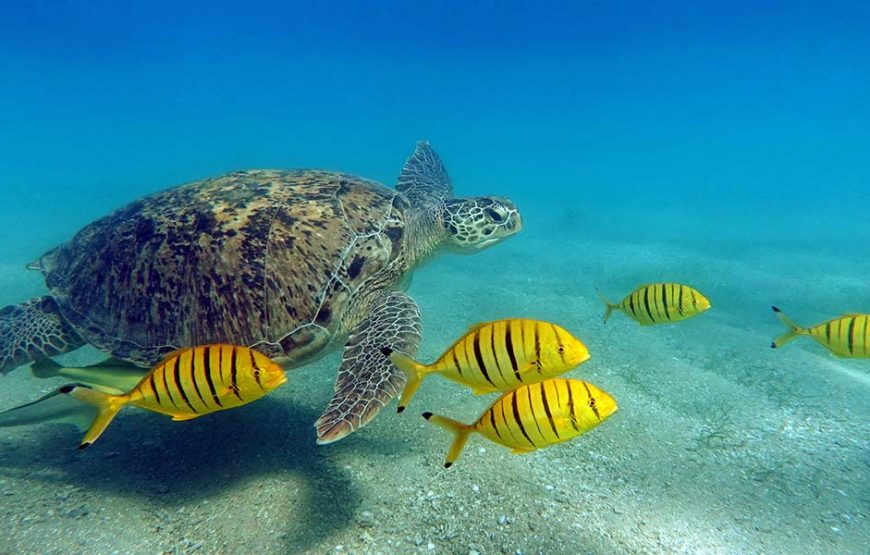 Marsa Alam