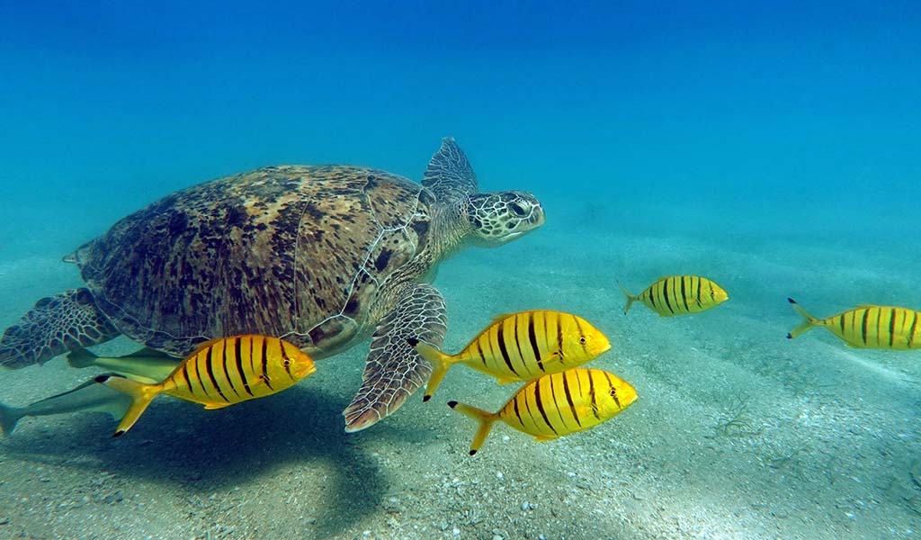 Ras Mohammed snorkeling guide in Egypt’s Red Sea coast