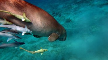 Sataya Dolphin Reef Snorkeling Guide: A Practical Guide for First-Time Visitors