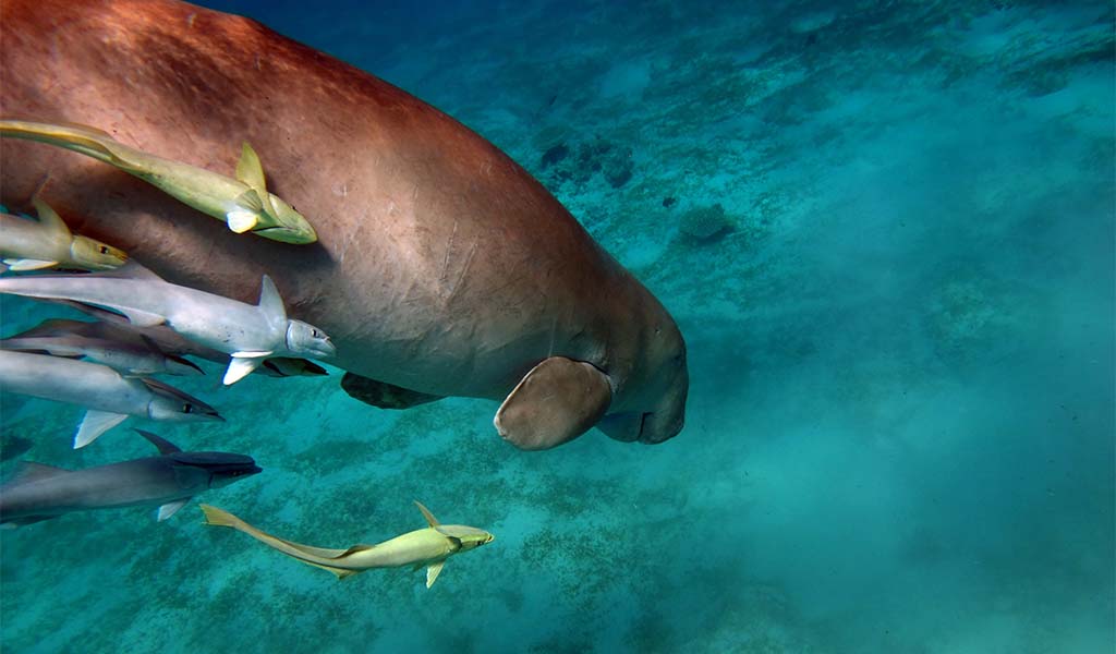 Travel planning for Egypt’s Red Sea coast