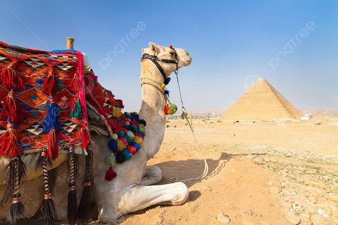 Giza Pyramids With Camel Ride and Egyptian Museum In Cairo
